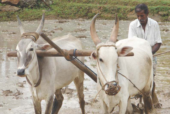 25 years of Vayalagam Programme in Poverty Reduction through Water Resources and Agricultural Development