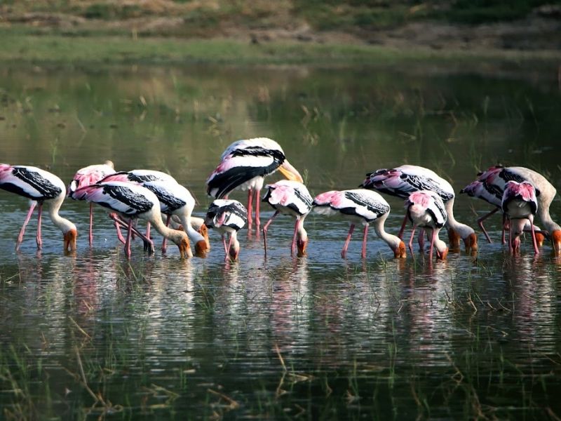 நம்மை பாதுகாக்கும் பறவைகள்     