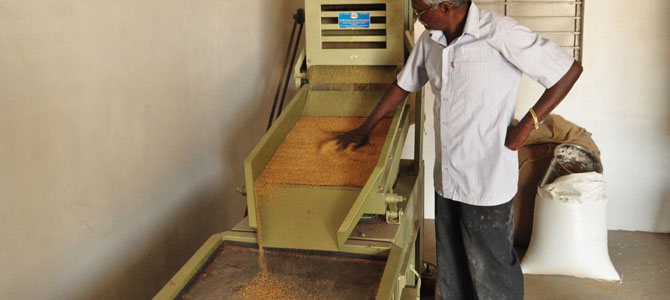 small millet project