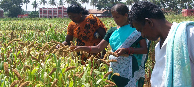 small millet project