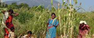 small millet policy image