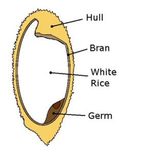 Small Millet Processing
