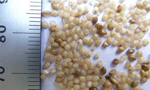 small millet resources food