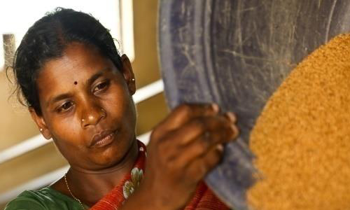 small millet resources food