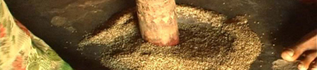 Small Millet Images