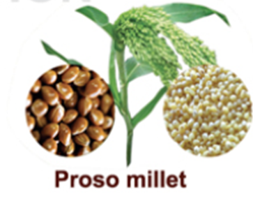 The Versatility of Small Millets